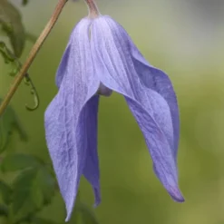 Clematis 'Frances Rivis' -Deals Green4Ever Store pl0000000856 card3 lg