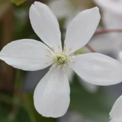 Clematis Armandi -Deals Green4Ever Store pl0000000863 card3 lg