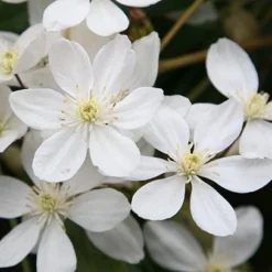 Clematis Armandi -Deals Green4Ever Store pl0000000863 card4 lg