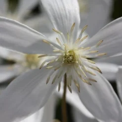 Clematis Armandi 'Snowdrift' -Deals Green4Ever Store pl0000000865 card3 lg