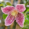 Clematis Cirrhosa Var. Purpurascens 'Freckles'