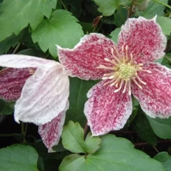 Clematis Cirrhosa Var. Purpurascens 'Freckles' -Deals Green4Ever Store pl0000000872 card3 lg