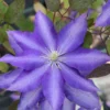 Clematis 'Daniel Deronda'