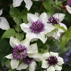 Clematis Florida Var. Florida 'Sieboldiana' -Deals Green4Ever Store pl0000000882 card2 lg