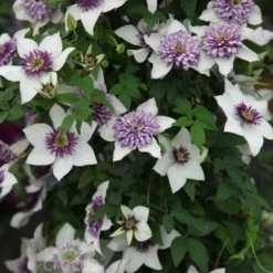Clematis Florida Var. Florida 'Sieboldiana' -Deals Green4Ever Store pl0000000882 card3 lg