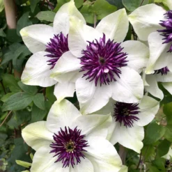 Clematis Florida Var. Florida 'Sieboldiana' -Deals Green4Ever Store pl0000000882 card4 lg