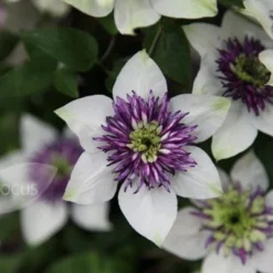 Clematis Florida Var. Florida 'Sieboldiana' -Deals Green4Ever Store pl0000000882 card5 lg