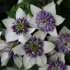 Clematis Florida Var. Florida 'Sieboldiana' -Deals Green4Ever Store pl0000000882 card6 lg