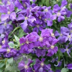 Clematis 'Jackmanii' 6 Clematis 'Jackmanii' -Deals Green4Ever Store pl0000000891 card3 lg