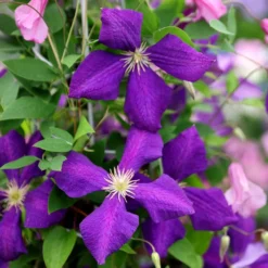 Clematis 'Jackmanii' 7 Clematis 'Jackmanii' -Deals Green4Ever Store pl0000000891 card4 lg