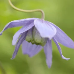 Clematis Macropetala -Deals Green4Ever Store pl0000000893 card4 lg