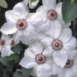 Clematis 'Miss Bateman' -Deals Green4Ever Store pl0000000899 card3 lg