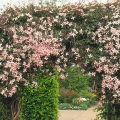 Clematis 'Elizabeth' 4 Clematis 'Elizabeth' -Deals Green4Ever Store pl0000000901 card2 lg