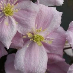 Clematis 'Elizabeth' 5 Clematis 'Elizabeth' -Deals Green4Ever Store pl0000000901 card3 lg