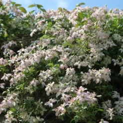 Clematis 'Marjorie' -Deals Green4Ever Store pl0000000902 card2 lg