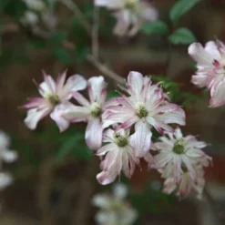 Clematis 'Marjorie' -Deals Green4Ever Store pl0000000902 card3 lg