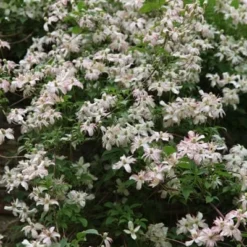 Clematis 'Marjorie' -Deals Green4Ever Store pl0000000902 card4 lg