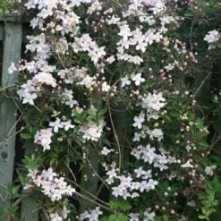 Clematis Montana Var. Rubens 'Pink Perfection' -Deals Green4Ever Store pl0000000903 card2 lg