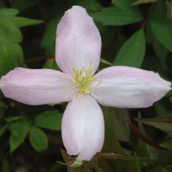 Clematis Montana Var. Rubens 'Pink Perfection' -Deals Green4Ever Store pl0000000903 card3 lg
