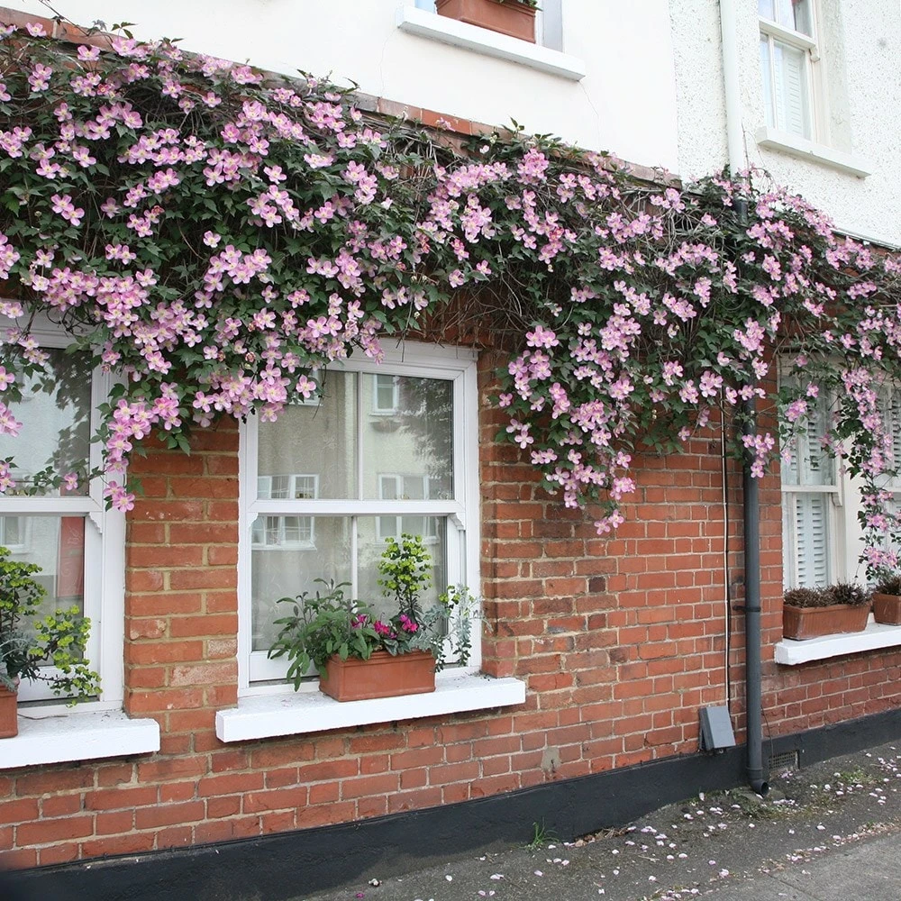 Clematis Montana Var. Rubens 'Tetrarose' 2 Clematis Montana Var. Rubens 'Tetrarose' - Image 2