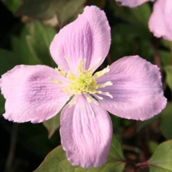 Clematis Montana Var. Rubens 'Tetrarose' 5 Clematis Montana Var. Rubens 'Tetrarose' -Deals Green4Ever Store pl0000000904 card3 lg