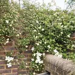 Clematis Montana Var. Grandiflora -Deals Green4Ever Store pl0000000905 card2 lg