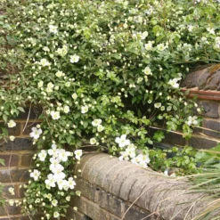 Clematis Montana Var. Grandiflora -Deals Green4Ever Store pl0000000905 card3 lg