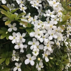 Clematis Montana Var. Grandiflora -Deals Green4Ever Store pl0000000905 card4 lg