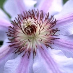 Clematis 'Nelly Moser' -Deals Green4Ever Store pl0000000909 card3 lg