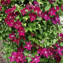 Clematis 'Rouge Cardinal' -Deals Green4Ever Store pl0000000915 card2 lg