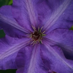 Clematis 'The President' -Deals Green4Ever Store pl0000000921 card3 lg