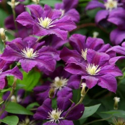 Clematis 'Étoile Violette' -Deals Green4Ever Store pl0000000925 card4 lg