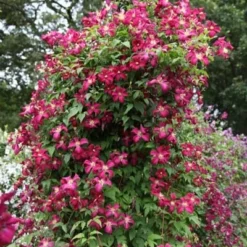 Clematis 'Madame Julia Correvon' -Deals Green4Ever Store pl0000000927 card4 lg