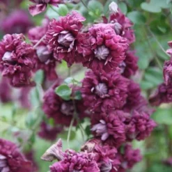 Clematis 'Purpurea Plena Elegans' -Deals Green4Ever Store pl0000000928 card3 lg