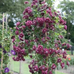 Clematis 'Purpurea Plena Elegans' -Deals Green4Ever Store pl0000000928 card4 lg