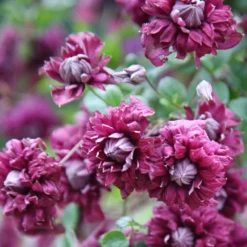 Clematis 'Purpurea Plena Elegans' -Deals Green4Ever Store pl0000000928 card5 lg