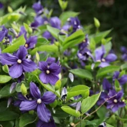 Clematis × Durandii -Deals Green4Ever Store pl0000000931 card2 lg