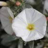 Convolvulus Cneorum