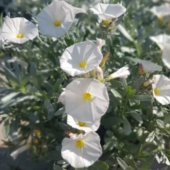 Convolvulus Cneorum -Deals Green4Ever Store pl0000000940 card2 lg