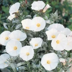 Convolvulus Cneorum -Deals Green4Ever Store pl0000000940 card3 lg