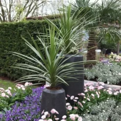 Cordyline Australis -Deals Green4Ever Store pl0000000943 card2 lg