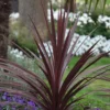 Cordyline Australis 'Red Star'