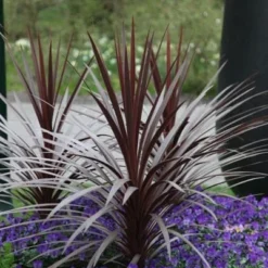 Cordyline Australis 'Red Star' -Deals Green4Ever Store pl0000000945 card2 lg