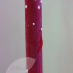 Cornus Alba 'Elegantissima' -Deals Green4Ever Store pl0000000959 card4 lg