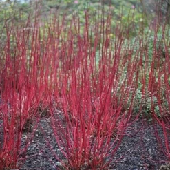 Cornus Alba 'Sibirica' -Deals Green4Ever Store pl0000000963 card3 lg