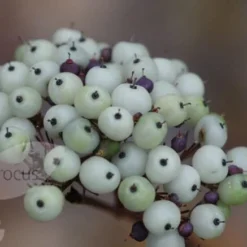 Cornus Alba 'Sibirica' -Deals Green4Ever Store pl0000000963 card4 lg