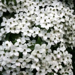 Cornus Kousa Var. Chinensis