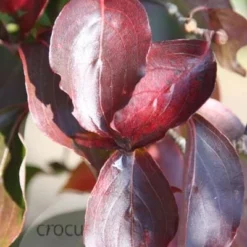 Cornus Kousa Var. Chinensis -Deals Green4Ever Store pl0000000978 card4 lg