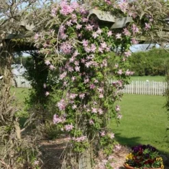 Clematis 'Markham's Pink' 5 Clematis 'Markham's Pink' -Deals Green4Ever Store pl0000000987 card2 lg