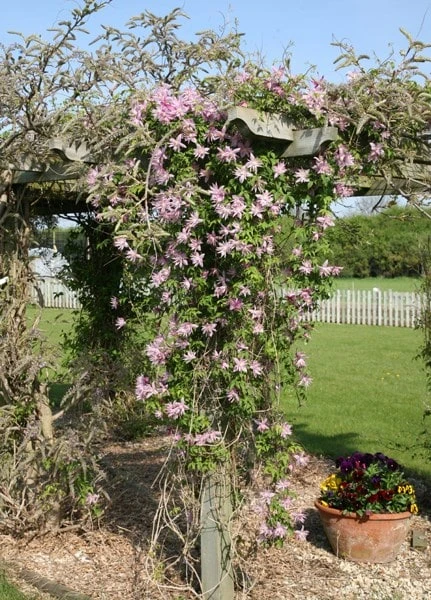 Clematis 'Markham's Pink' 2 Clematis 'Markham's Pink' - Image 2